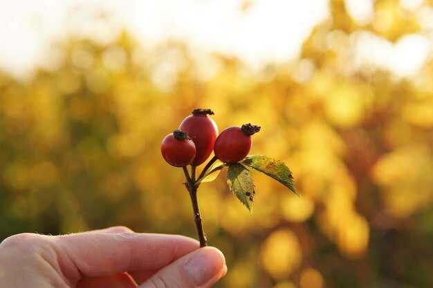 Способы применения шиповника в народной медицине