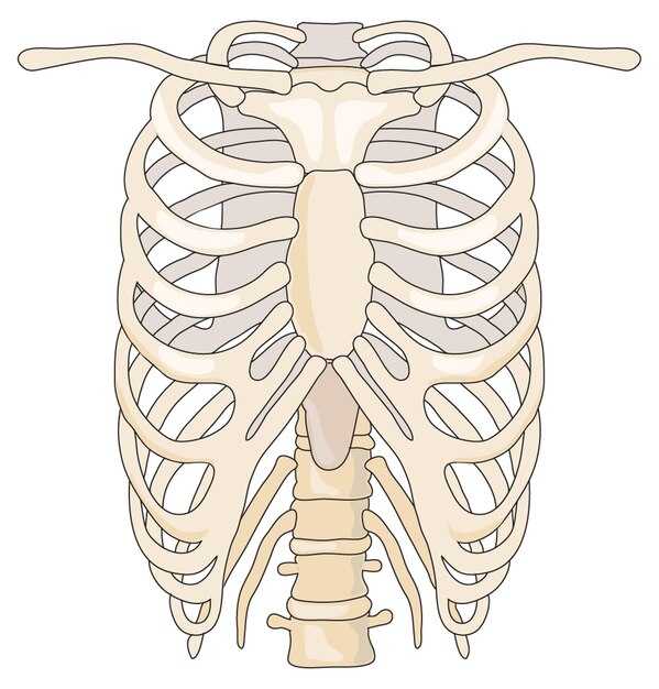 Движение грудной клетки: механика работы ребер