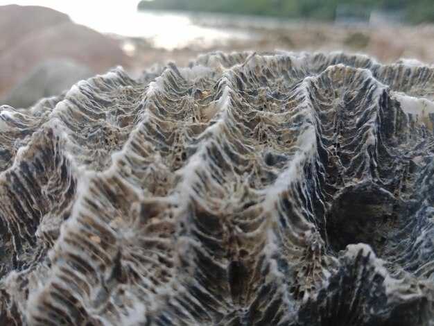 Компоненты биологической мембраны: липиды