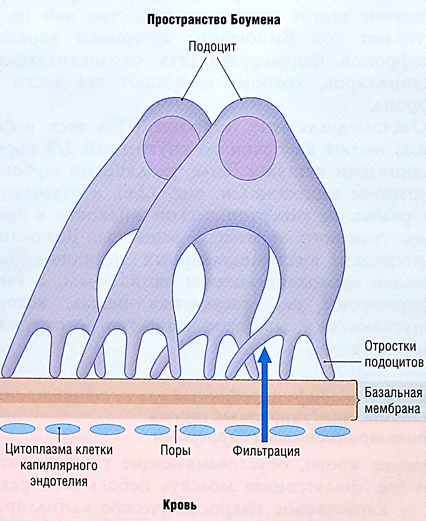 Базальная мембрана клубочка. Базальная мембрана клубочка почки. Базальная мембрана подоцитов. Строение базальной мембраны клубочка. Базальная мембрана почечного клубочка.